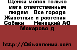 Щенки мопса только мега-ответственным людям - Все города Животные и растения » Собаки   . Ненецкий АО,Макарово д.